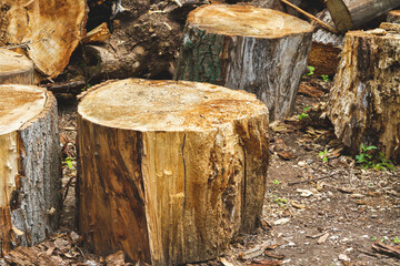 The problem of deforestation. Export of timber from the country.