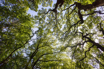 Forest