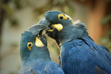 blue and yellow macaw