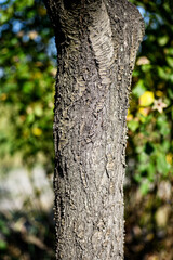 Tree trunk. Tree bark, wood.