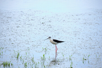 Stilt walker is a bird of the shiloklyuvkov family, listed in the Red Book.Bird with long legs and beak walks water.