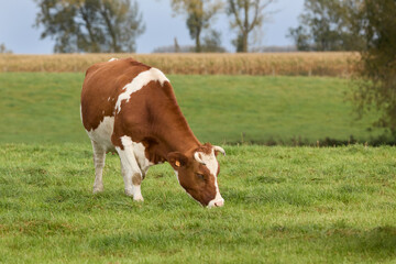 Fototapeta na wymiar Brown white cow grazing in meadow