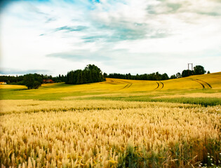 Pole pszenicy latem © Sebastian