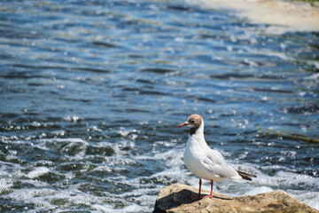 Seagull is sitting stone middle flowing river.