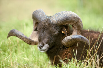 Naklejka premium Close up of black male ouessant sheep sleeping
