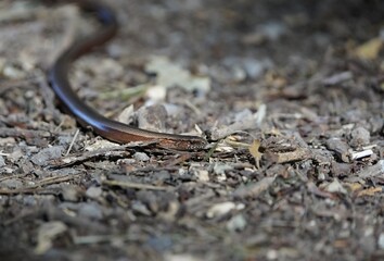 The slow worm (Anguis fragilis) is a reptile native to western Eurasia.