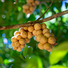 Close up of longkong fruit from green longkong trees. When it is time to harvest, the longkong will turn into a bright yellow color. And blur image of bokeh leaf longkong tree green color background.