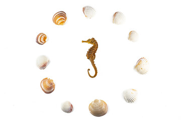 Circle pattern of seashells around a seahorse, isolated on a white background. Plan, top view