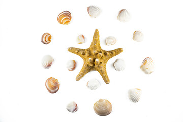 Circle pattern of seashells around a starfish, isolated on a white background. Plan, top view