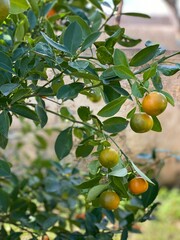 Palermo