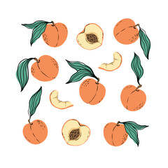 Set of orange peaches and peach slices. Hand drawn peaches with leaves isolated on white background. for fabric, drawing labels, print, wallpaper of children's room, fruit background