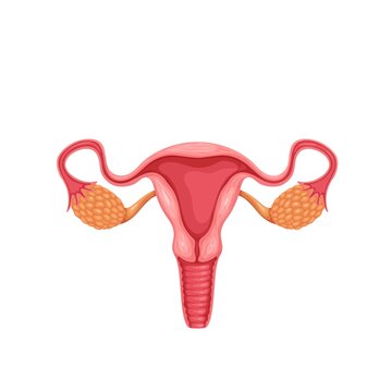 Female reproductive system vector illustration. Cartoon isolated healthy human organs of woman for reproduction, uterus womb with endometrium and cervix, ovary and fallopian tube on anatomy scheme