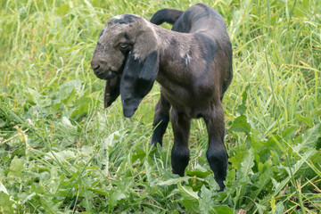 Fototapeta premium Nubian moon spotted goat at summer meadow. 5 days old baby