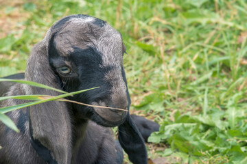 Little nubian goat portrait in summer season. Anglo-nubian 5 days old moon spotted male animal