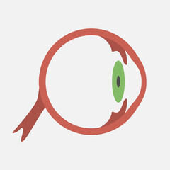 Eye icon on white background. Isolated eye on white background human eye structure. The viscera of a man. Vector eps illustration.