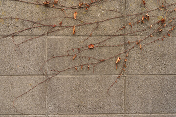 蔦が生えているコンクリートの壁