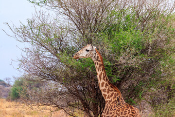 Giraffe eating green leaves from a tree in Tarangire national park, Tanzania