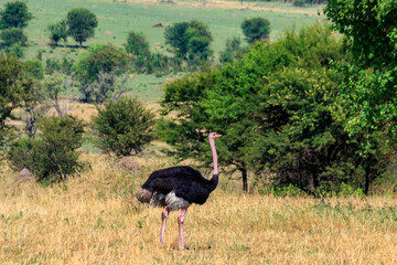 Male ostrich (Struthio camelus) in savanna in Serengeti National park in Tanzania. Wildlife of Africa