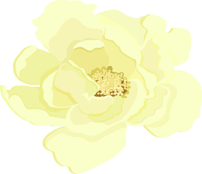 Floral Flowers pattern vector wellpaper ornament rose peone