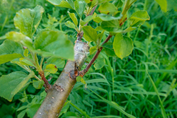 stalk overgrown with cambium, grafted on a branch of an apple tree last spring. Grafted fruit trees