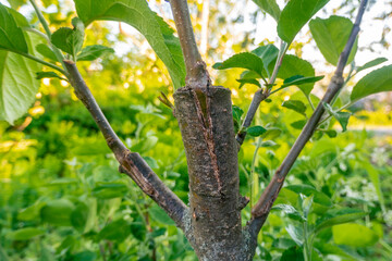 stalk overgrown with cambium, grafted on a branch of an apple tree last spring. Grafted fruit trees - obrazy, fototapety, plakaty