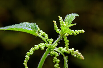 Blüten der Großen Brennnessel (Urtica dioica) // Common nettle