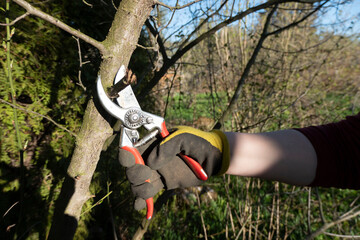 Pruning pear branches pruners. Trimming the tree with a cutter. Spring pruning of fruit trees.