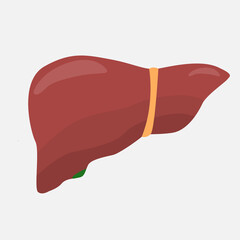 Liver icon on a white background. The liver in brown and yellow tones iisolated. The viscera of a man. Vector eps illustration.