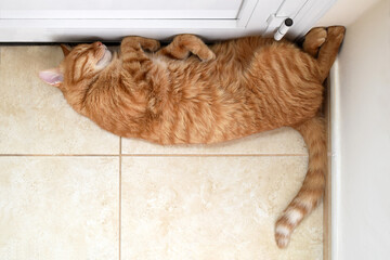 Ginger cat sleeping on the floor at home.  Happy ginger cat lying on the tiles floor beside the door in the house.  Flat lay top view photo of cute pet with copy space. 