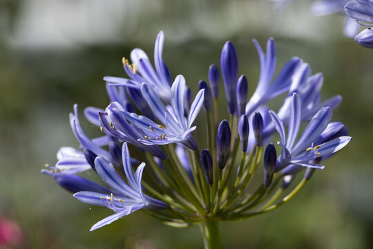 Close up of the flower Agapanthus 'Castle of Mey'