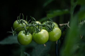 Green tomato in the garden