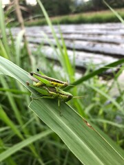 grasshopper on a leaf