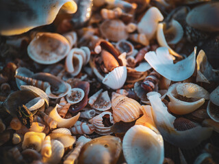seashells on a black background