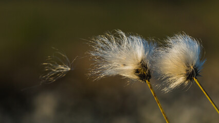 Fluffy flowers in gusts of wind.