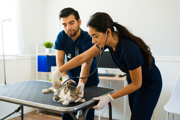 Two vets examining a sick old cat at the veterinary