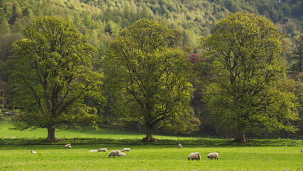 Rural landscape with three trees and sheep grazing on the lounges.