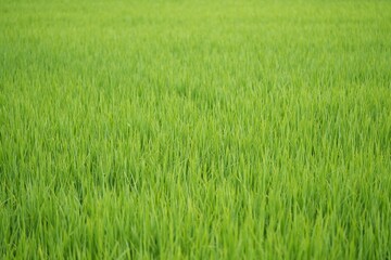 朝露　稲穂　田　日本