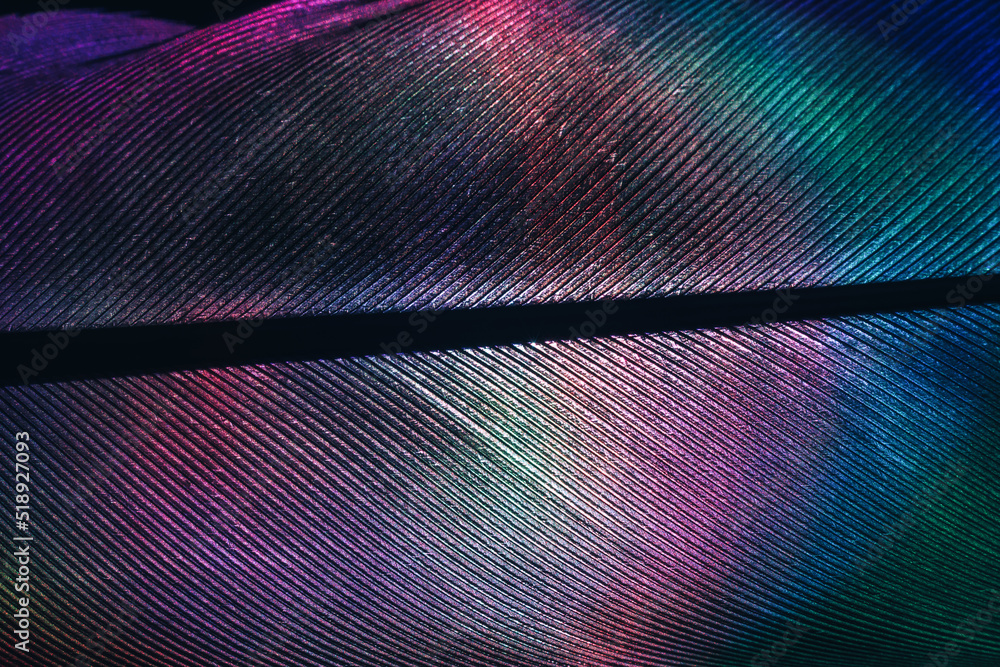 Poster Close up Bird feather neon colored light. Beautiful background pattern texture for design. Macro photography view.