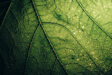 Beautiful green texture background. Cropped shot of green leaf textured. Abstract nature pattrn for...