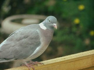 pigeon on the wall