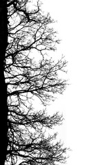 Black and white silhouette of tree branches