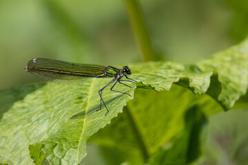 female banded demoiselle (damselfly) Calopteryx splendens