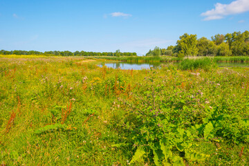 Fototapeta na wymiar Wildflowers along a lake in a field in wetland in bright sunlight under a blue sky in summer, Almere, Flevoland, Netherlands, July, 2022