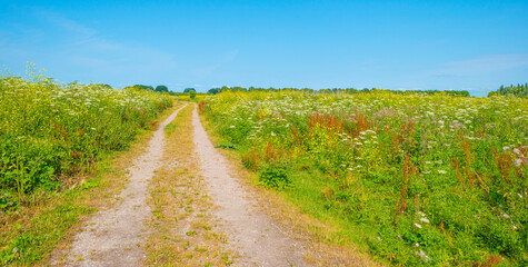 Fototapeta na wymiar Wildflowers along a path in a field in wetland in bright sunlight under a blue sky in summer, Almere, Flevoland, Netherlands, July, 2022
