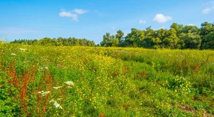 Foto op Plexiglas Wildflowers along a path in a field in wetland in bright sunlight under a blue sky in summer, Almere, Flevoland, Netherlands, July, 2022 © Naj