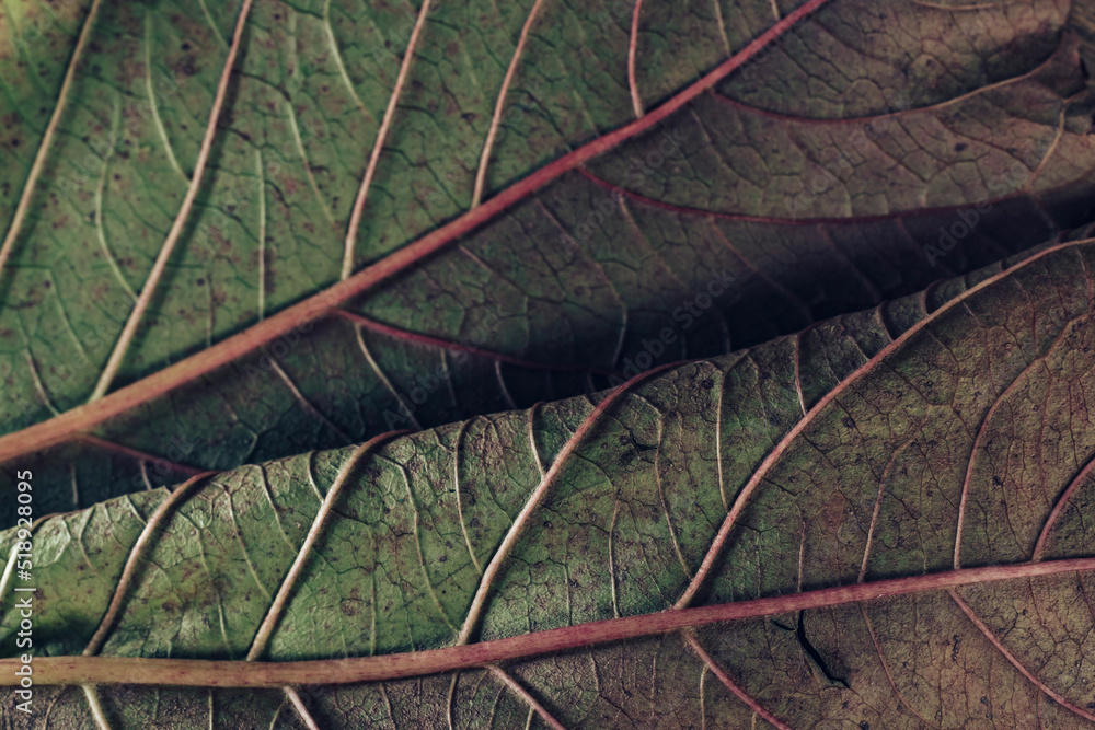 Poster beautiful leaf teture pattern background for design. macro photography view.