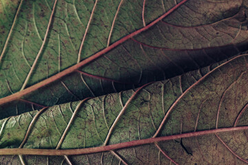 Fototapeta na wymiar Beautiful leaf teture pattern background for design. Macro photography view.