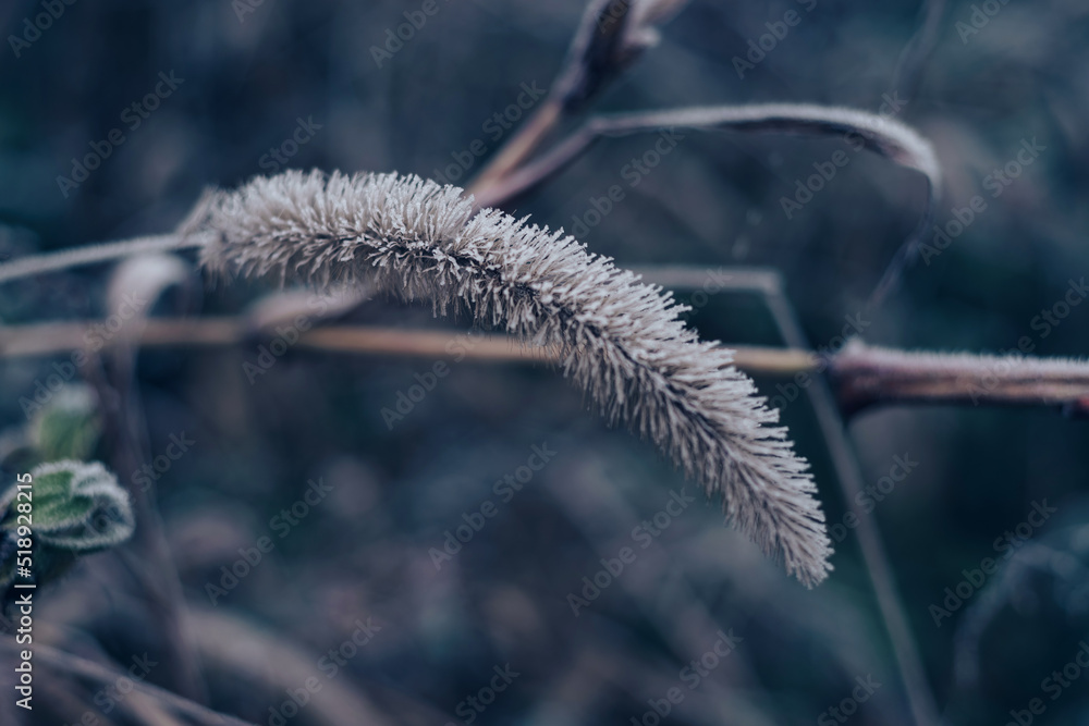 Fototapete close up frozen wild grass of a wild greater. nature background pattern texture for design.