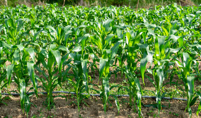 Corn field and green succulent leaves of young corn in field.