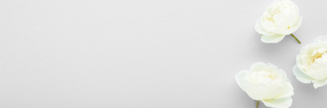 Fresh white soft roses on light gray table background. Beautiful flower wide banner. Closeup. Empty place for inspirational text, emotional quote or sentimental sayings. Top down view.